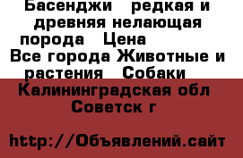 Басенджи - редкая и древняя нелающая порода › Цена ­ 50 000 - Все города Животные и растения » Собаки   . Калининградская обл.,Советск г.